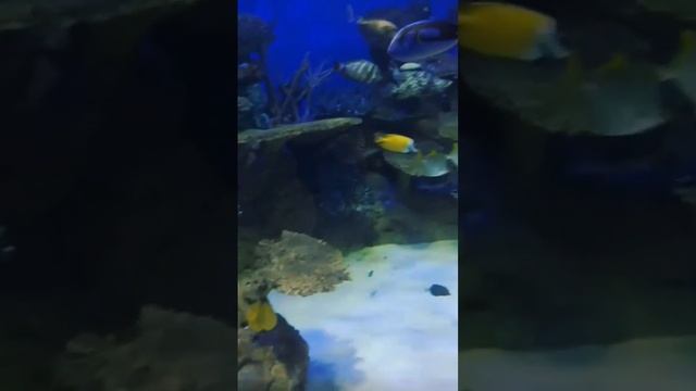 Красивые рыбки в аквариуме #рыбки #аквариум #animals #show #fish