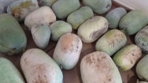 Целебная восковая тыква Бенинказа. Огромные размеры и масса. Урожай 2021 года.