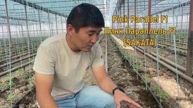 Розовый томат в нашей теплице! Гибрид Pink Parallel F1 смотреть онлайн