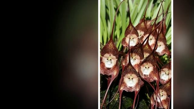 Самые необычные и смешные орхидеи