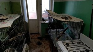 Переезжаем на улицу. Кабачки обживают квартиру