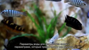 Астронотус: популярная рыба с характером