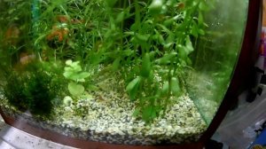 Гидра в аквариуме. Как избавится. КАК ПРОСТО.