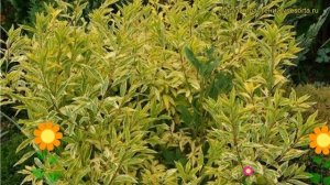 Форзиция промежуточная Голден Таймс. Краткий обзор, описание forsythia x intermedia Golden Times