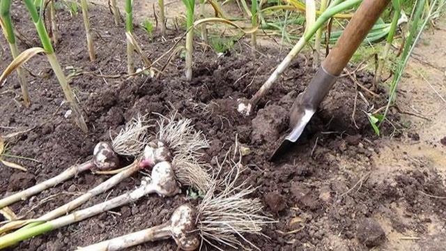 Узнайте когда убирать чеснок смотреть онлайн