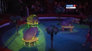 Цирк представление Гипопотамус