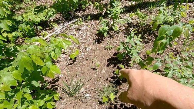 Planting a Red Delicious Apple tree #Shedwars #teamwoodcutter смотреть онлайн