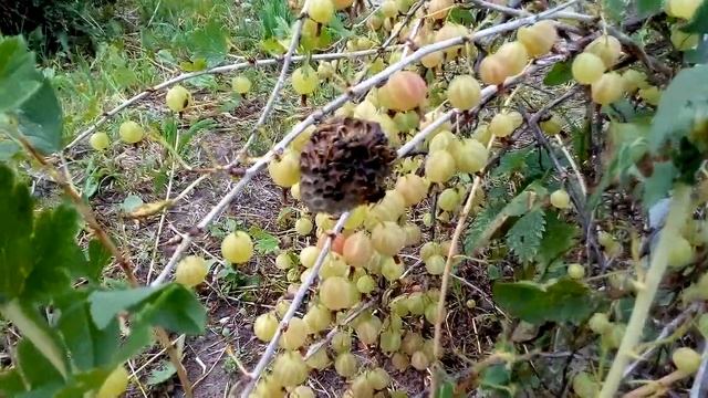 Осиный улей на крыжовнике 2018 смотреть онлайн