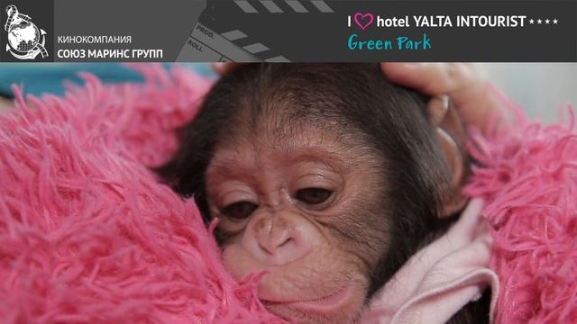 Телеведущий и зооэксперт Ос Арутюнян о рождении шимпанзе в зоопарке Отеля Yalta Intourist смотреть онлайн