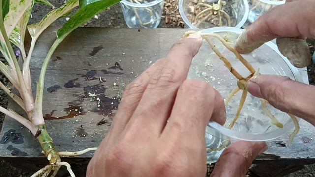 Aglaonema Siam Pearl Tips to Propagate Aglaonema смотреть онлайн