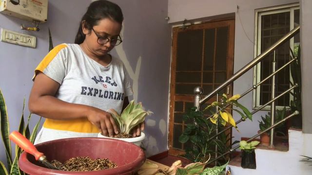 Aglaonema Plant Care॥Repotting॥How to Propagation Aglaonema॥Grow Media॥Khad॥भूल से न करे यें गलती😢
