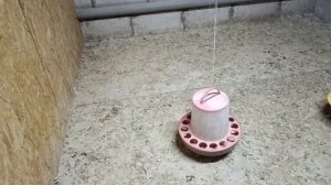 Цыплята бройлеров Кобб 500.(Пятнадцать дней). Динамика роста.