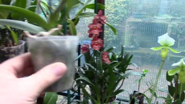 Mini Orchidshow Haul смотреть онлайн