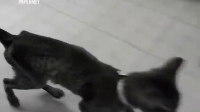 Кошка Чаузи