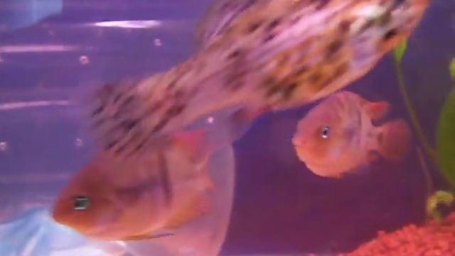 Sajica Cichlid смотреть онлайн