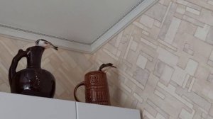 ОБЗОР ДОМА,ДОМ В СЕЛЬСКОЙ МЕСТНОСТИ