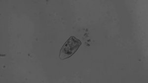 Микроорганизмы в ультрафиолете