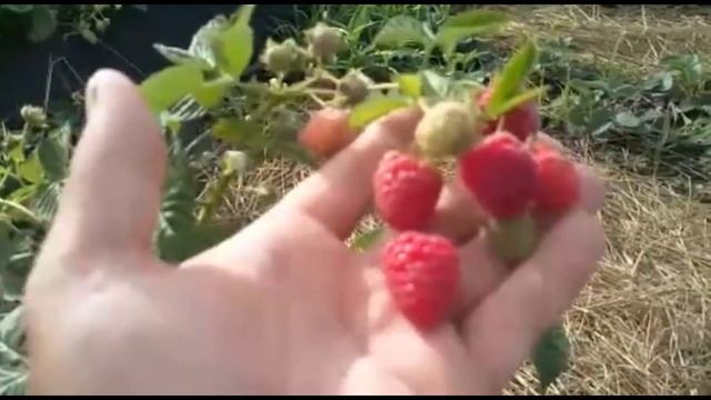 Малина Маравилла , плодоношение на прошлогодних побегах . смотреть онлайн