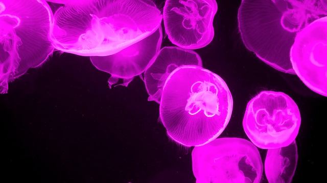 Медузы аквариум музыка релакс 202.