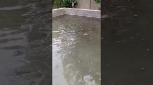 выращивание малька любой рыбы в домашних условиях на минимальных параметрах Узбекистан