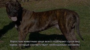 Канарский дог: описание породы собак дого канарио