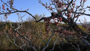 Персиковый сад. Весна 2022г. с Тинит Табасаранский район Республика Дагестан