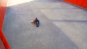 Брачный танец голубей