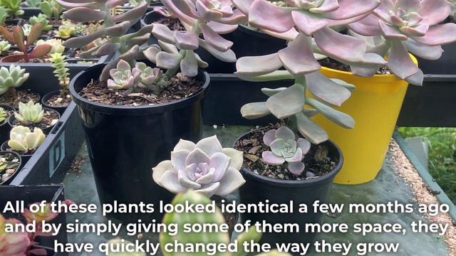 How To Make Succulents Grow Big/ Keep Them Small смотреть онлайн