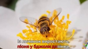 Рослинний і тваринний світ арктичної пустелі. Запорізька Січ ЯПС тиждень 23 урок 202 4 клас