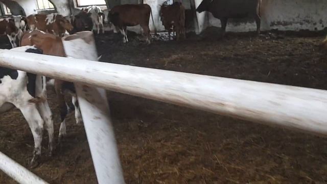 Ферма Симменталы товарные. Обычные не племенной Симментал Телки. Farm Simmentals are commodity.