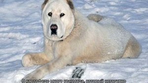 Сколько живут алабаи в домашних условиях