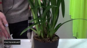 Орхидея Цимбидиум уход в домашних условиях / как ухаживать за орхидеей?