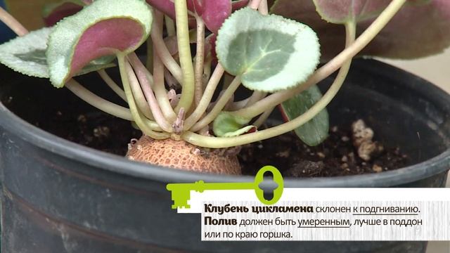 СОВЕТЫ ПО ВЫРАЩИВАНИЮ ЦИКЛАМЕНОВ смотреть онлайн