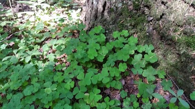 Кислица обыкновенная.