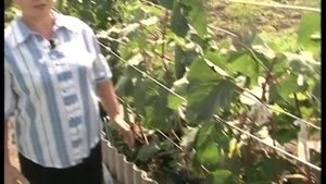 О выращивании винограда в Сибири