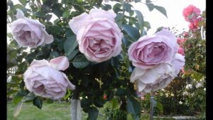 Роза Наутика Nautica.Моя голубая коллекция.