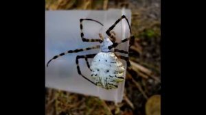 Аргиопа дольчатая (Argiope lobata) в Краснодаре.