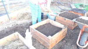 Сажаем картошку в теплые грядки. Тестируем для вас.