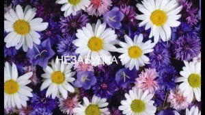 НЕЗАБУДКА. тима беларуских
