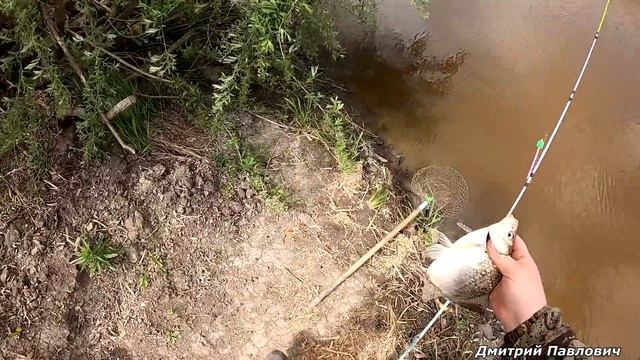 ПО ДИКИМ МЕСТАМ ЗА ТРОФЕЙНЫМ КАРАСЁМ! РЫБАЛКА НА ПРУЖИНЫ И МИНИ-БОЙЛЫ! Ловля карася на донки.