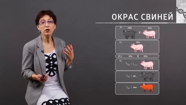 Что такой Эпистаз смотреть онлайн