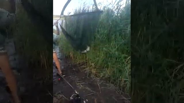 Рыбалка "ВАРВАРОВКА" ВОЗЛЕ ПАВЛОГРАДА