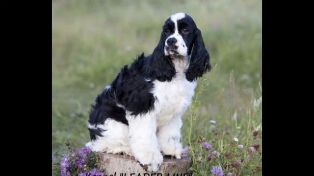 Будущая но любимая собака американский кокет спаниель смотреть онлайн