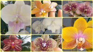 2 часть?ОРХИДЕИ Азиаты?Сого Лоуренс пахнет сыром?Не даю цвести Пастелло Кисс.Борнео.Кристал Вотер