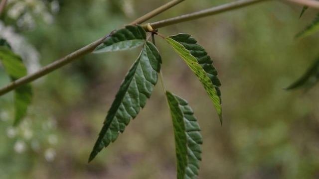 How To Identify Water Hemlock, Cicuta Maculata