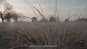 К чему снится серый котенок? Толкование сна и его значение по сонникам Хассе и Миллера