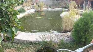 Рыбка в домашнем пруду рыбалка сачком.
