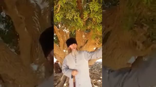 Муфтий ЧР Салах-Хаджи Межиев посетил дерево, в тени которого отдыхал наш Пророк Мухьаммад ﷺ, во вре смотреть онлайн