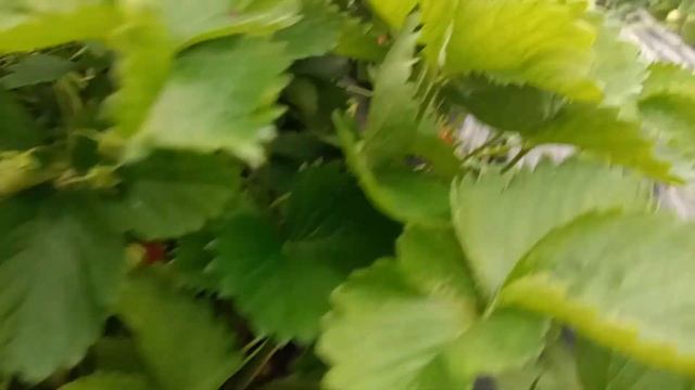 обзор клубники смотреть онлайн