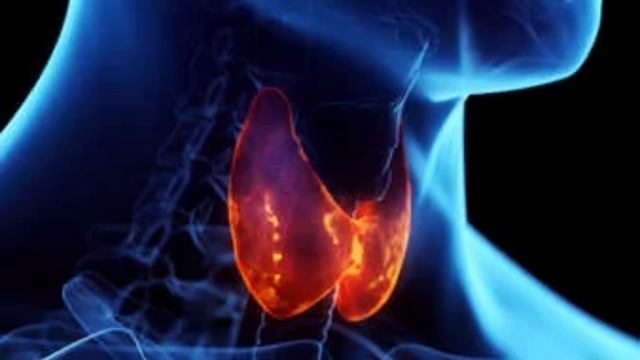 Endocrine system regeneration смотреть онлайн